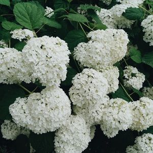 Meet your Posher, Kira